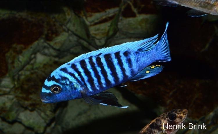 Maylandia sp. 'msobo heteropictus' Liuli